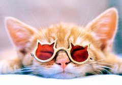 Gatti (333)